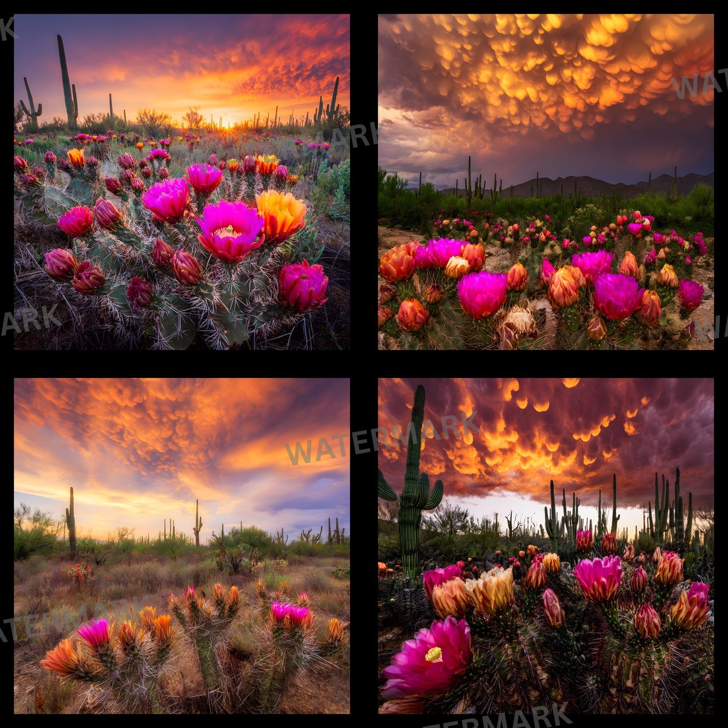 Arizona Desert Photography Backdrop, Southwestern Bloom Digital Background, Photo Booth Prop, Online Meeting Virtual Background