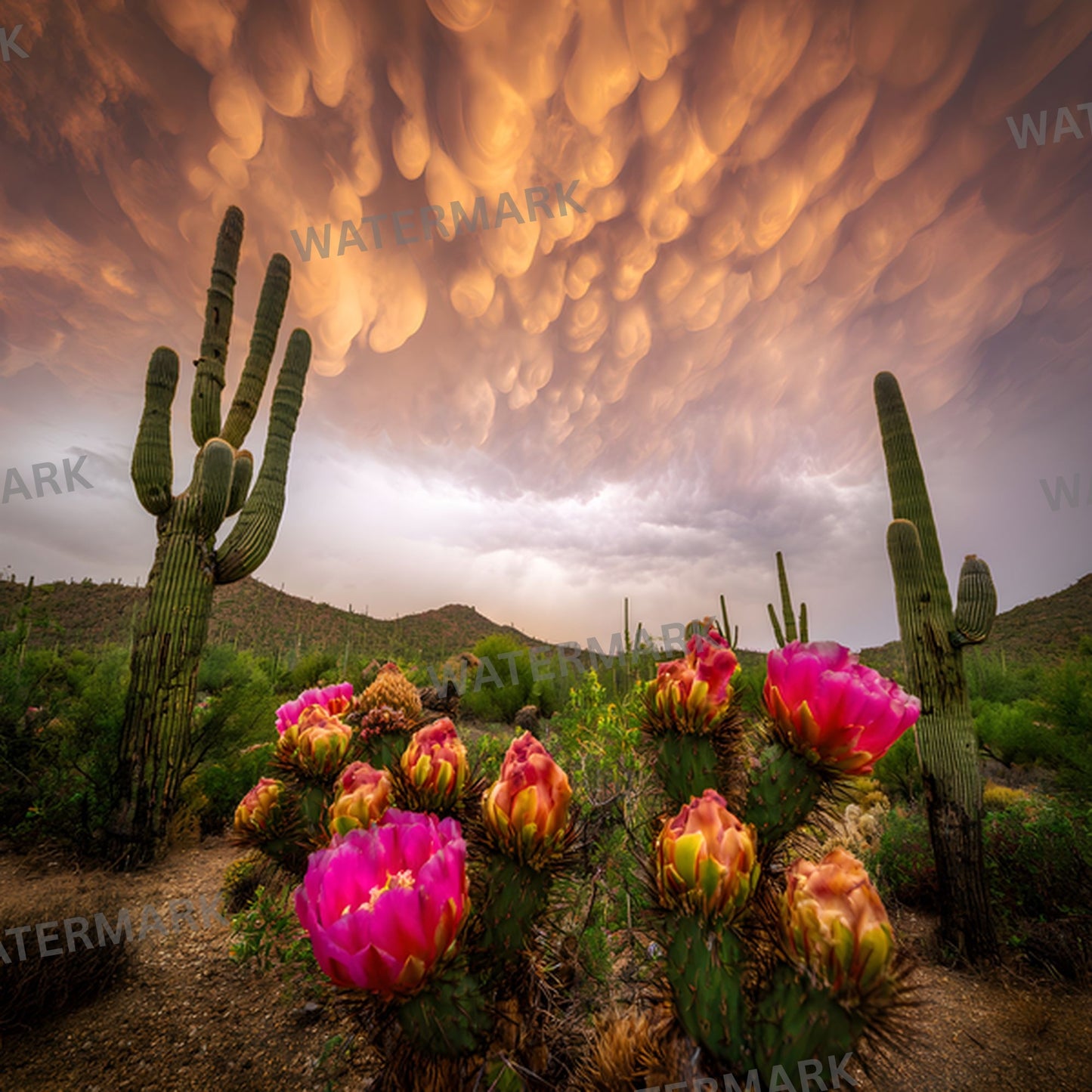 Arizona Desert Photography Backdrop, Southwestern Bloom Digital Background, Photo Booth Prop, Online Meeting Virtual Background