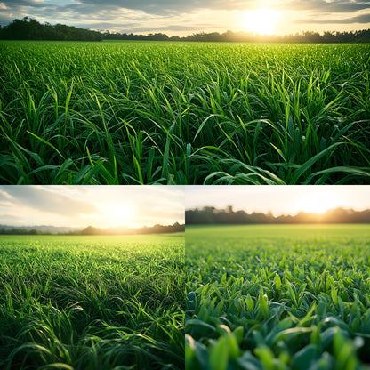 Sporty Green Field Backdrop, Lush Backgrounds, Digital Photography Backdrops for Sports Portraits, Team Photo Day, High Resolution Images