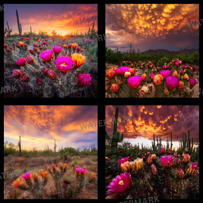 Arizona Desert Photography Backdrop, Southwestern Bloom Digital Background, Photo Booth Prop, Online Meeting Virtual Background